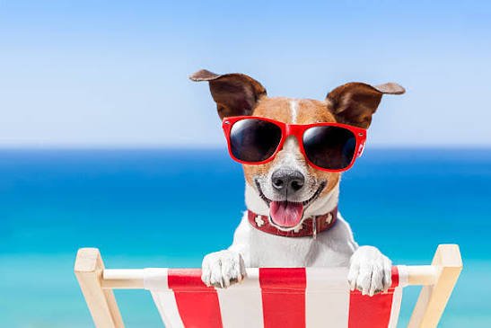 dog holiday